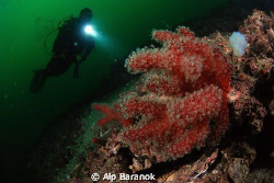 Red soft corals from Marmara Island. Taken with Nikon D80... by Alp Baranok 